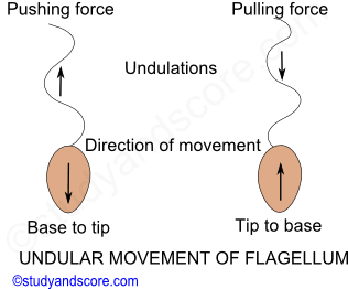 protozoa locomotion, flagellar movement, undulat movement, locomotion, protozoa